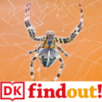 dk find out spiders