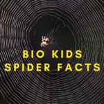 bio kids spider facts