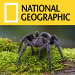 national geographic spiders