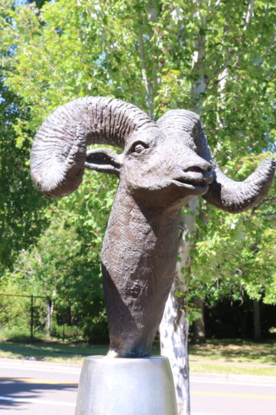 "Big Horn Sheep by Jim Johnson"