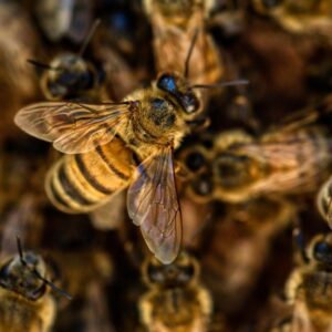 bees-4845211_1280