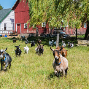 goats Lynn Grasse with her Nigerian Dwarf Dairy Goats that she raises with her husband on their farm Lasee Acres in Ellison Bay, Door County, WI. Photo by Len Villano.
